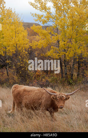 Vache des Highlands en pâturage dans la forêt riveraine d'automne Banque D'Images