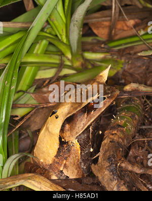 La grenouille à ornes de Bornean (Megophrys nasuta) est camouflée dans la litière de feuilles sur le sol de la forêt tropicale la nuit, Sabah, Bornéo Banque D'Images