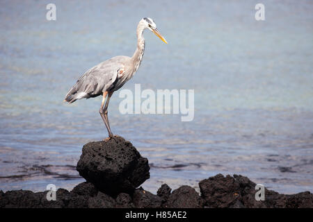 Grand Héron (Ardea herodias) perché sur la pierre de lave Banque D'Images