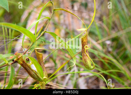 Sarracénie carnivores. Nepenthes albomarginata dans la forêt tropicale à Parc national de Bako. Sarawak. Bornéo. La Malaisie Banque D'Images