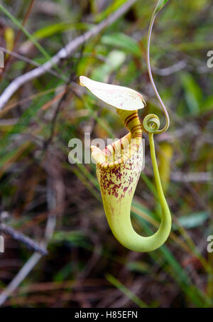 Sarracénie carnivores. Nepenthes albomarginata dans la forêt tropicale à Parc national de Bako. Sarawak. Bornéo. La Malaisie Banque D'Images