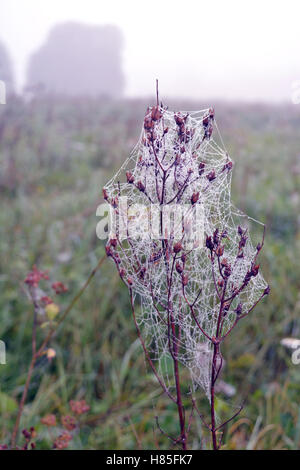 Matin d'automne brumeux avec araignee rosée en prairie, nature background Banque D'Images