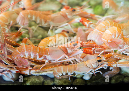 Crevettes et crabes dans l'aquarium Banque D'Images