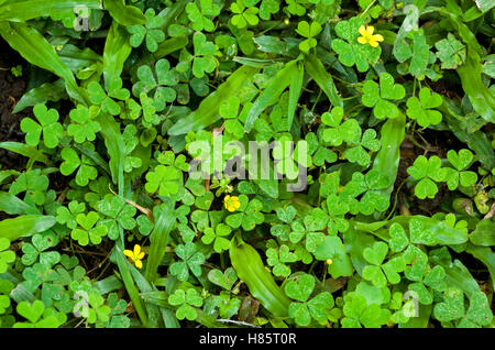 Close up de vert de la végétation naturelle sauvage avec trois petites fleur fond jaune Banque D'Images