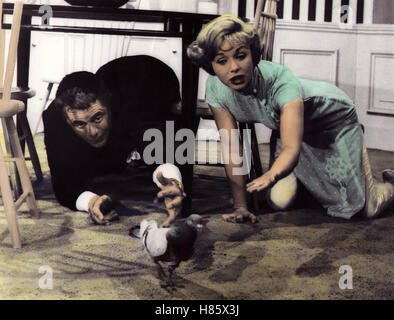 Die Nervensäge, (LE BELVÉDÈRE) USA 1960, Regie : George Marshall, Glenn Ford, Debbie Reynolds, Ausdruck : Taube Banque D'Images