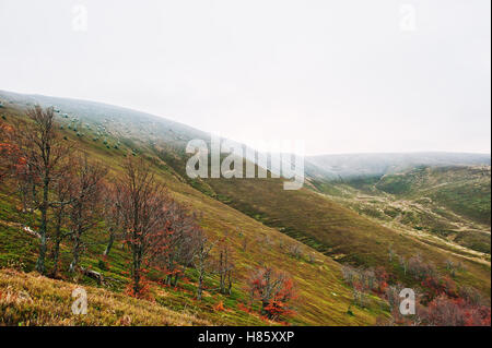 Vue panoramique de la montagne rouge et orange de l'automne les forêts de montagne couverte de neige top couvrant par brouillard à Carpates sur l'Ukraine Banque D'Images