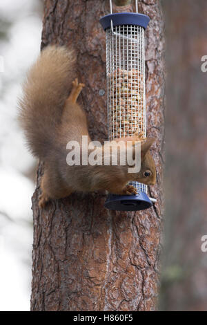 L'écureuil roux Sciurus vulgaris au convoyeur d'arachides dans l'arbre de pin sylvestre de la forêt d'Abernethy région des Highlands Scotland UK Banque D'Images