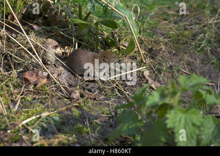 Campagnol roussâtre Clethrionomys glareolus dans un bois près de Ringwood Hampshire Angleterre Blashford Banque D'Images