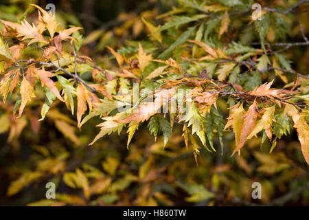 Fagus sylvatica 'Asplenifolia' feuilles à l'automne. Banque D'Images