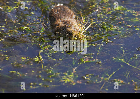 Le campagnol de l'eau Arvicola terrestris natation avec literie Canal De Cromford Derbyshire, Angleterre Banque D'Images