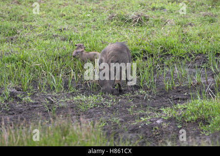 Phacochère Phacochoerus aethiopicus St Lucia Wetland Reserve Afrique du Sud Banque D'Images
