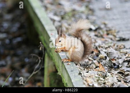 L'écureuil roux Sciurus vulgaris avec de la nourriture l'île de Brownsea Dorset Angleterre Banque D'Images