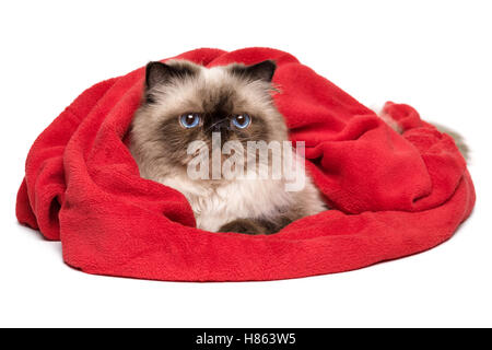 Persan Colourpoint est mignon chat couché recouvert d'une couverture rouge - Serviette Banque D'Images