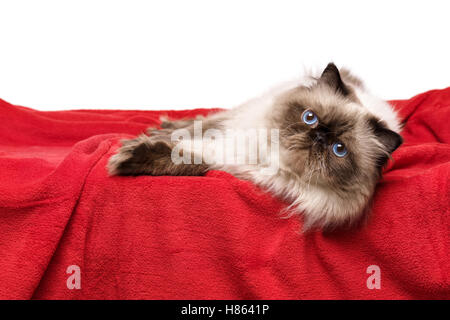 Persan Colourpoint Cute cat est allongé sur une couverture rouge doux Banque D'Images