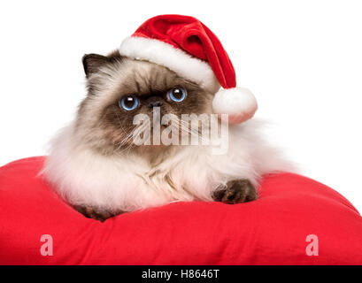 Noël mignon chat Persan Colourpoint dans un chapeau de Père Noël est couché sur un coussin rouge Banque D'Images