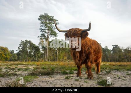 Highland cattle ( Bos primigenius taurus ) dans l'environnement typique, élevés pour la conservation des terres ouvertes, drôles. Banque D'Images