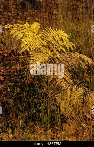 De couleur jaune sur le sol de la forêt de fougères Banque D'Images