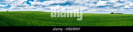 Green field panorama avec ciel bleu et nuages Banque D'Images