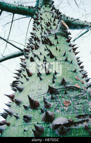 Tronc d'un arbre de soie, connu sous le nom de palo borracho en Amérique du Sud. Banque D'Images