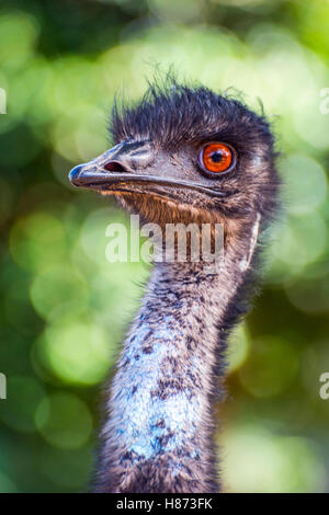 L'UEM oiseau de profil, portrait Banque D'Images