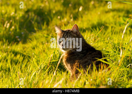 Chat tigré debout dans l'herbe haute Banque D'Images