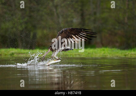 Osprey (EJ) prendre une truite d'un lac, avec des ailes en avant, Rothimurcus, Aviemore, Écosse, ROYAUME-UNI. Banque D'Images