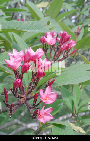 Close up of Red azalea fleurs fleurs sur l'arbre d'azalées en plein jour Banque D'Images