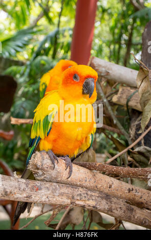 AF a porté,Parrot sont debout sur la branche dans le jardin avec l'arrière-plan flou Banque D'Images