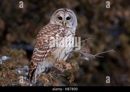 La Chouette rayée (Strix varia) perché sur une branche en hiver au Canada Banque D'Images