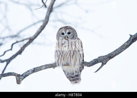 La Chouette rayée (Strix varia) perché sur une branche en hiver au Canada Banque D'Images