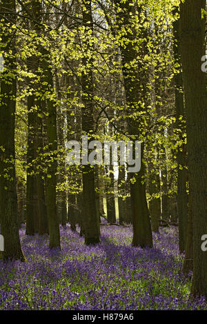 Bluebells et hêtres avec des feuilles qui viennent d'ouvrir, Coton Manor Gardens, près de Guilsborough, Northamptonshire, Angleterre, ROYAUME-UNI. Banque D'Images