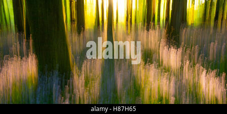 Impressions de bluebells, Cootehall, comté de Roscommon, Irlande. Banque D'Images