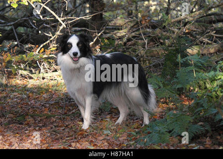 Border Collie jouant dans les bois Banque D'Images