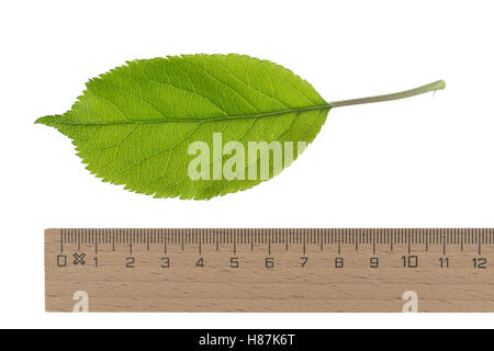 Apfel, Apfelbaum, Kulturapfel Kultur-Apfel,, Malus domestica, Apple, le pommier domestique, pommier commun. Blatt, Blätter, feuille Banque D'Images