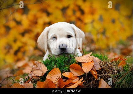 Chiot Labrador Retriever jaune à décor de l'automne Banque D'Images