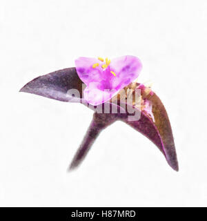 Tradescantia pallida purpurea fleur Banque D'Images