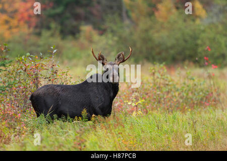 Bull Moose le pâturage dans un étang à l'automne dans le parc Algonquin au Canada Banque D'Images