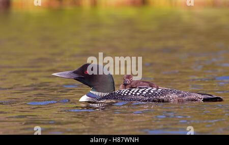 Natation Plongeon huard avec chick sur son dos au Canada Banque D'Images