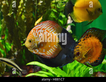 Belle des poissons de disque dans l'aquarium. Banque D'Images