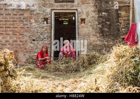 Femme au Rajasthan occupé dans l'agriculture travail Banque D'Images