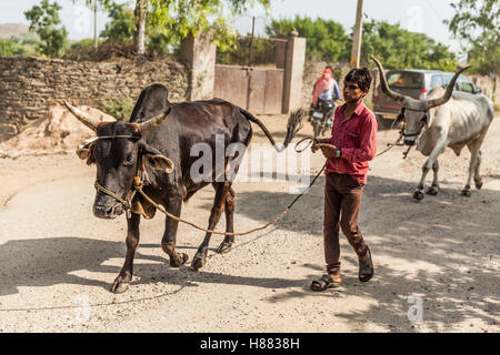 Un paysan menant son boeuf sur une route de village Banque D'Images