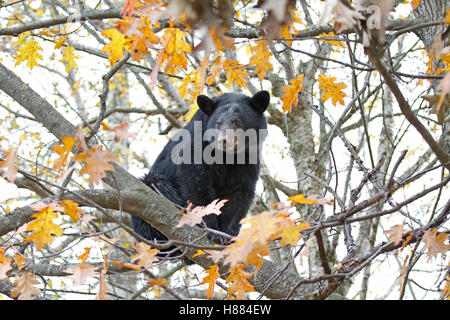 Ours noir dans un arbre en automne au Canada Banque D'Images