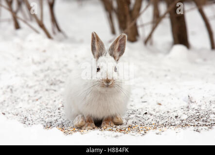 Le lièvre ou diverses espèces de lièvre (Lepus americanus) en hiver au Canada Banque D'Images