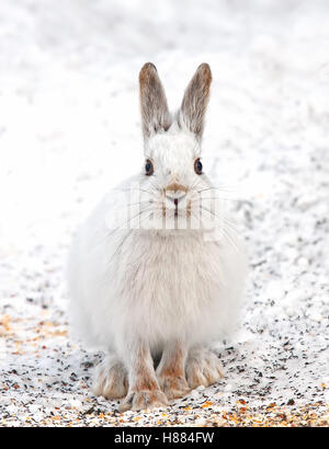 Le lièvre ou diverses espèces de lièvre (Lepus americanus) en hiver au Canada Banque D'Images