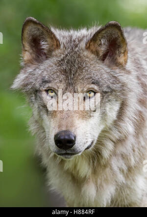 Le loup ou Loup gris (Canis lupus) en automne au Canada Banque D'Images