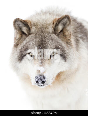 Le loup ou Loup gris (Canis lupus) dans la neige de l'hiver au Canada Banque D'Images