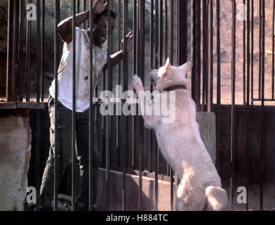 Der weiße Hund von Beverly Hills, (WHITE DOG) USA 1981, Regie : Samuel Fuller, PAUL WINFIELD, Ausdruck : Hund, Gitter Banque D'Images