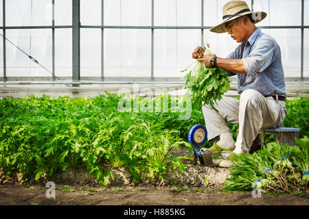 Un homme travaillant dans une serre de la récolte d'une culture commerciale, l'usine de légumes mizuna. Banque D'Images