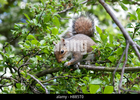 La faune, l'écureuil gris (Sciurus carolinensis). Banque D'Images