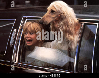 Protocole - Alles tanzt nach meiner Pfeife (Protocole), USA 1984, Regie : Herbert Ross, Goldie Hawn, Ausdruck : Autofenster, Hund Banque D'Images